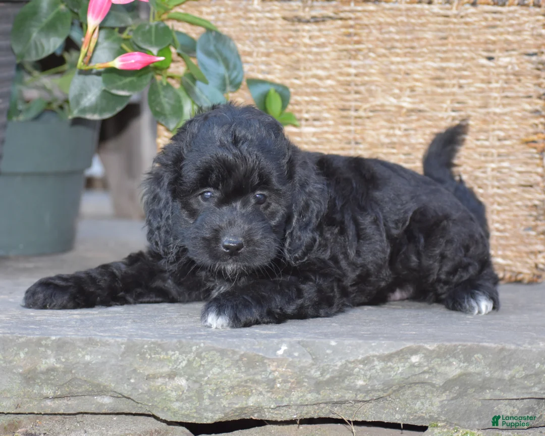 Mini Goldendoodle dogs for sale: Hyacinth - Ad 1