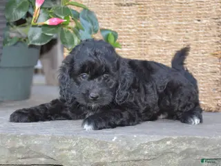 Mini Goldendoodle dogs Hyacinth - Ad 1