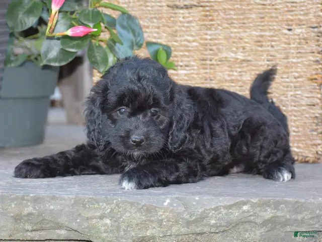 Mini Goldendoodle dogs Hyacinth - Ad 1