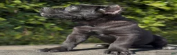 Cane Corso dogs for sale: Cane Corso 1 - Ad 3