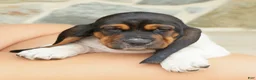 Basset Hound dogs for sale: Angel - Ad 6