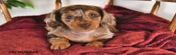 Miniature Dachshund dogs for sale: Buttons - Ad 3