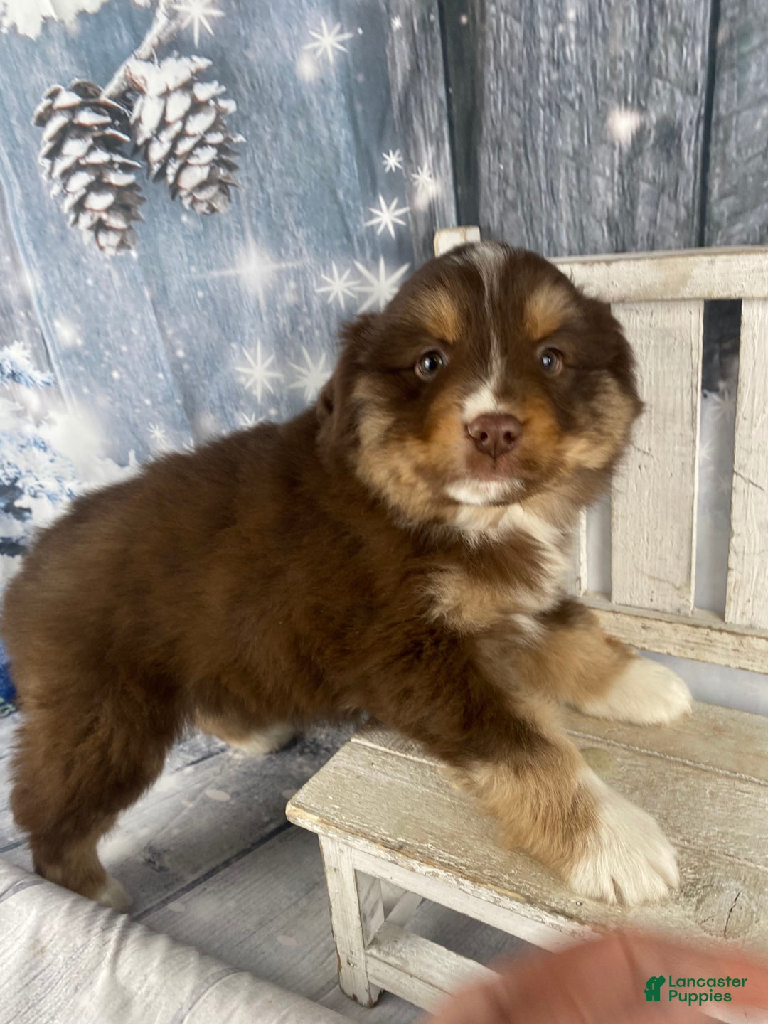 Australian Shepherd dogs for sale: Orion - Ad 4