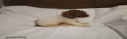 Miniature Poodle dogs for sale: Mason - Ad 3
