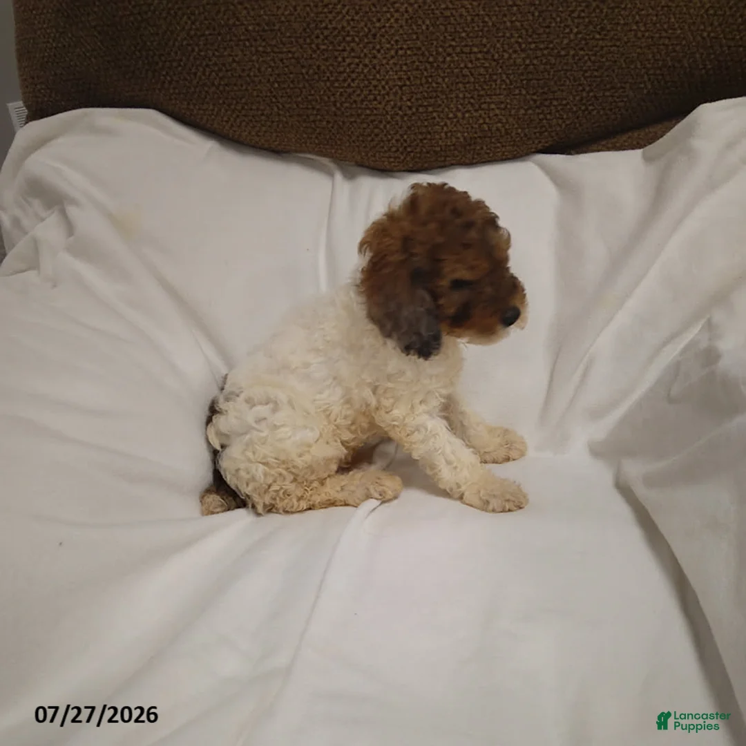 Miniature Poodle dogs for sale: Mason - Ad 3