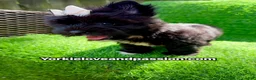 Yorkshire Terrier dogs for sale: Yorkshire Terrier 1 - Ad 7