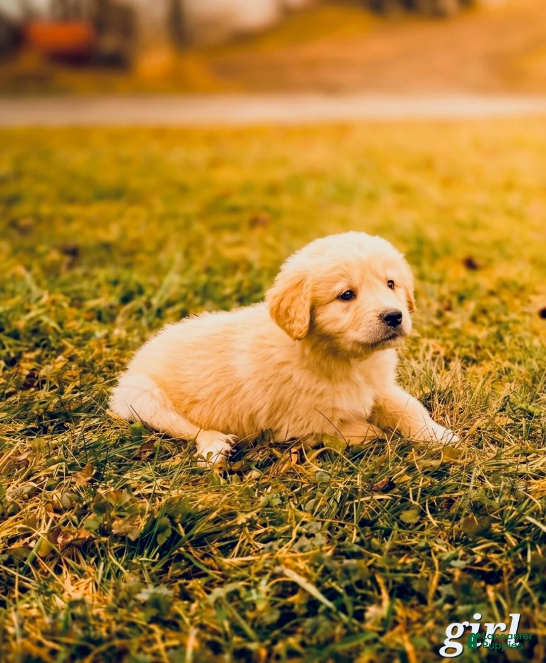 Mixed Breed dogs for sale: Chloe - Ad 1