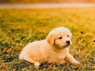 Mixed Breed dogs Chloe - Ad 17