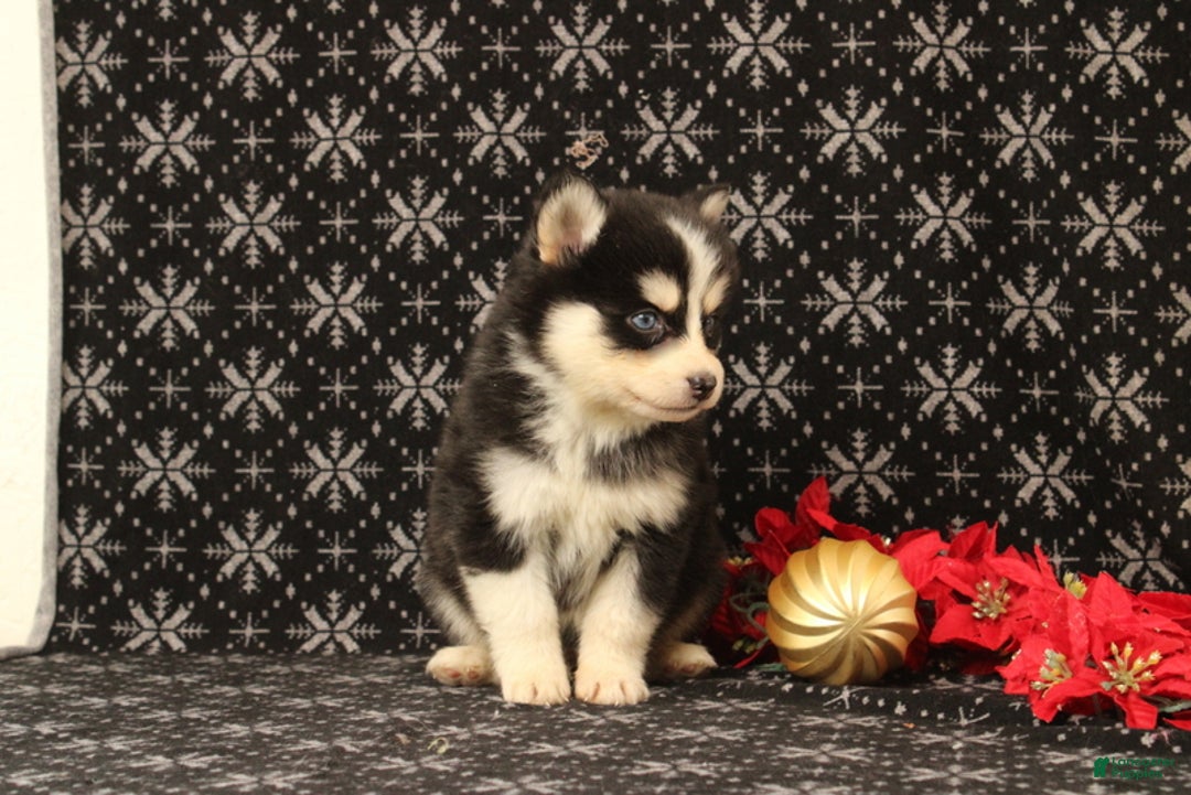 Pomsky dogs for sale: Vervan - Ad 3
