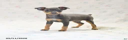 Miniature Pinscher dogs for sale: Doretta - Ad 1