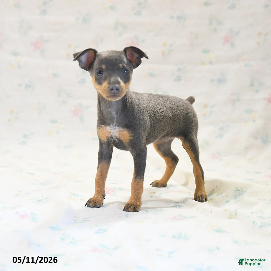 Miniature Pinscher dogs for sale: Doretta - Ad 1