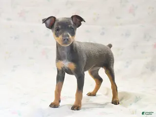 Miniature Pinscher dogs for sale: Doretta - Ad 2