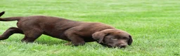 Labrador Retriever dogs for sale: Roxy - Ad 3