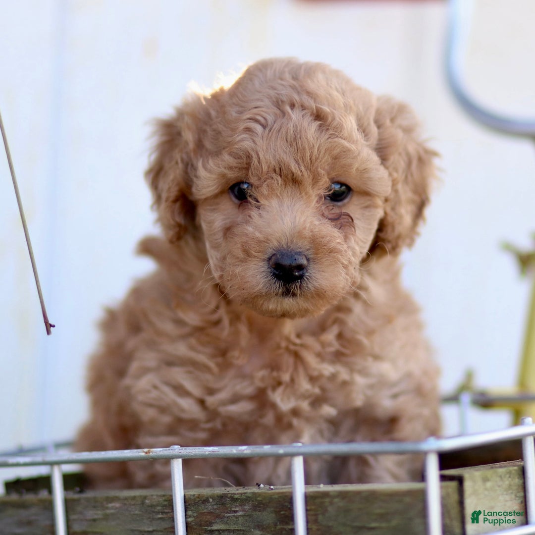 Toy Poodle dogs for sale: Baxter - Ad 6