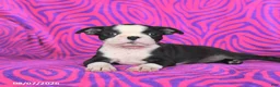 Boston Terrier dogs for sale: Lucy - Ad 3