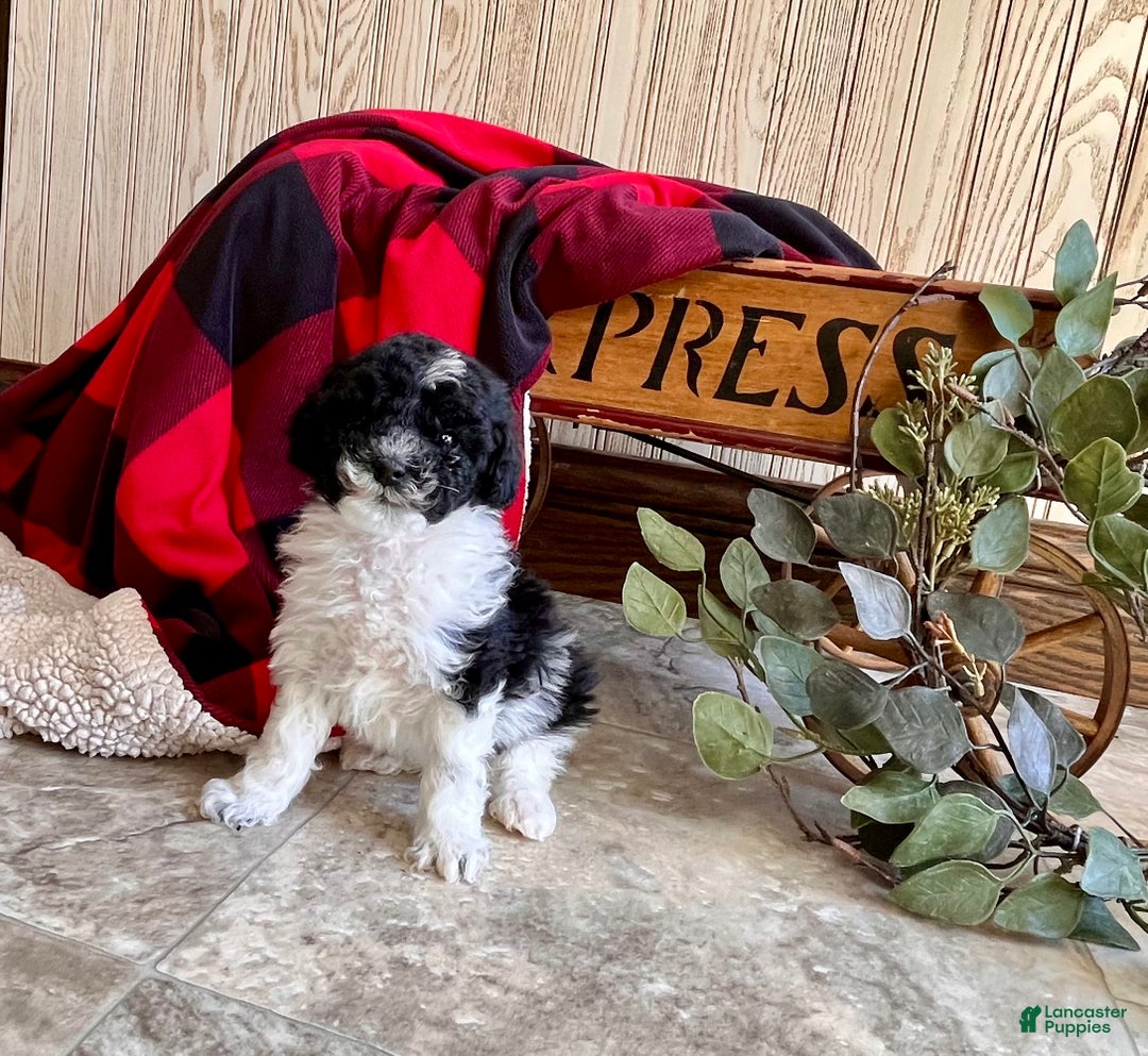 Miniature Poodle dogs for sale: Baby Miles🐾❤️AKC❤️Call 717-847-3183 - Ad 2