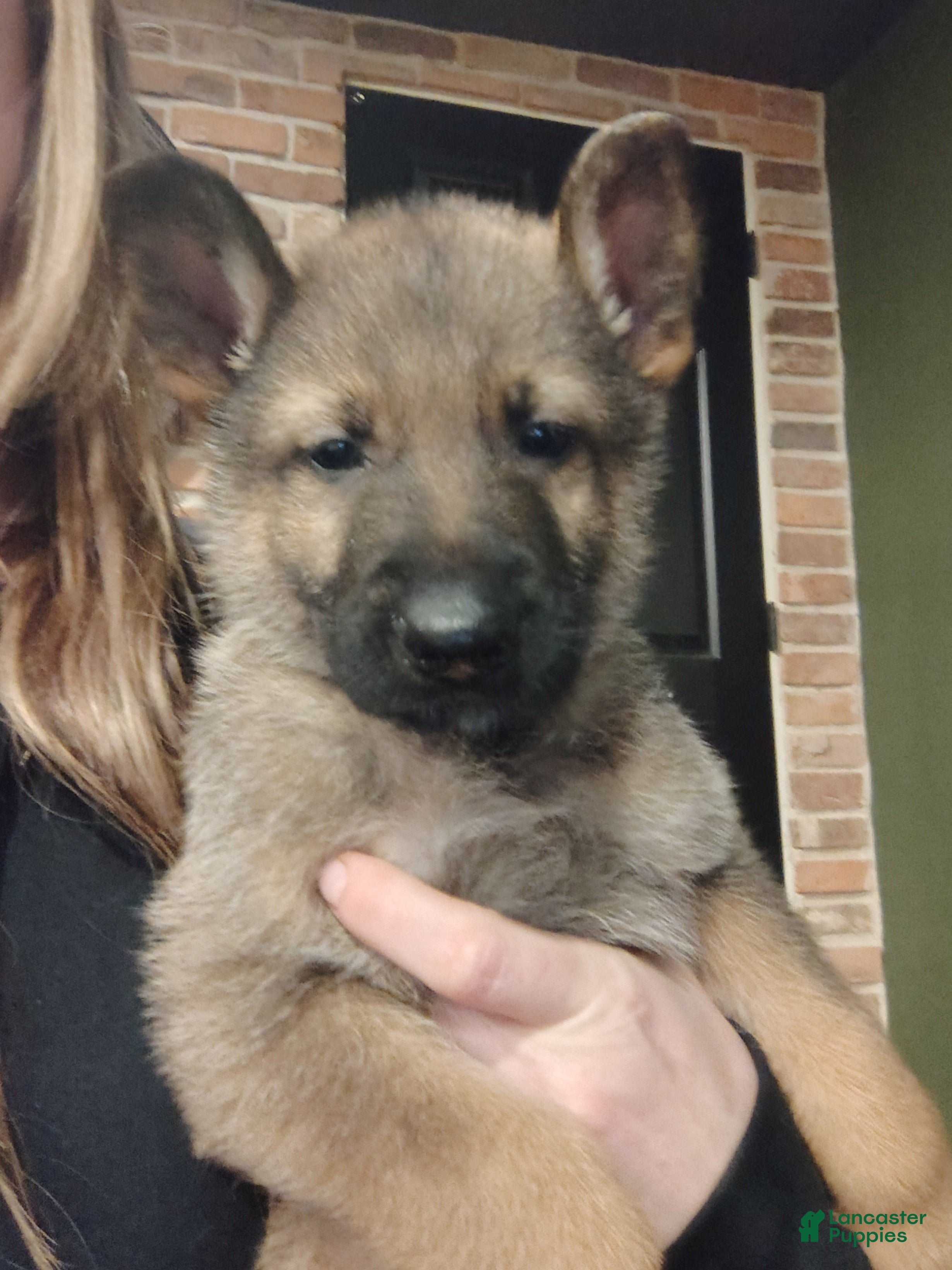 German Shepherd dogs Bluey  - Ad 1