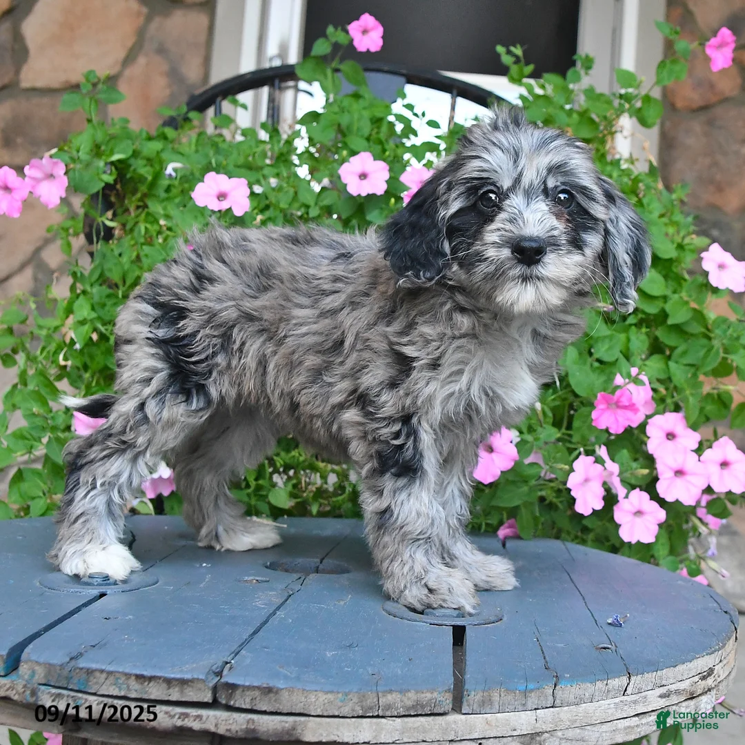 Mixed Breed dogs for sale: Patches - Ad 3