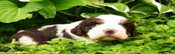 English Springer Spaniel dogs for sale: Cosmo - Ad 7