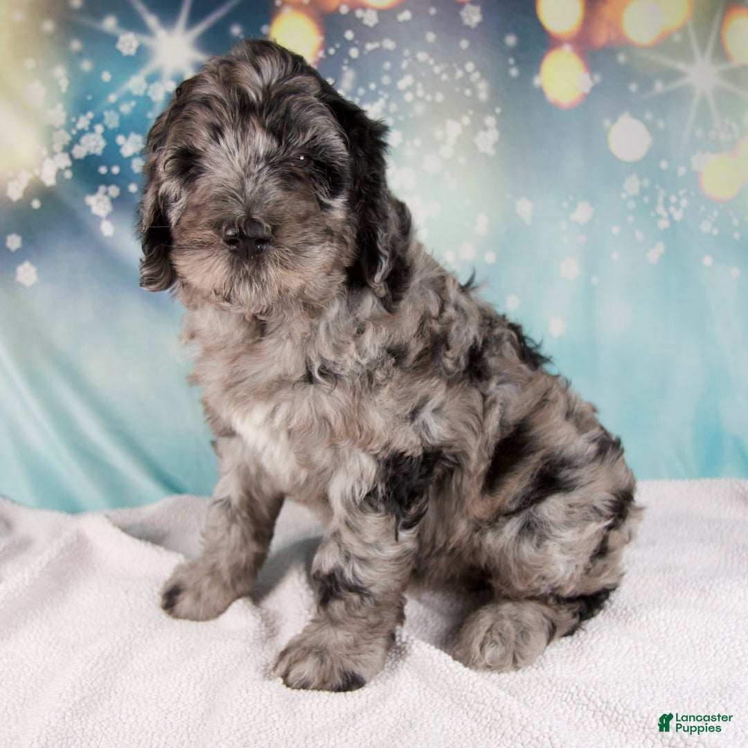 Mixed Breed dogs for sale: Brenda - Ad 4