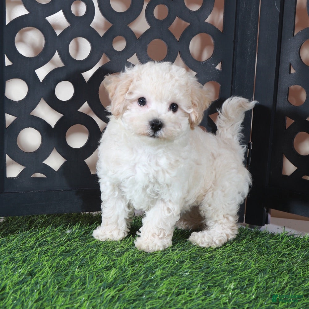 Bichpoo dogs Chloe Sweet Little Poochon Puppy - Ad 2
