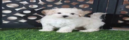 Bichpoo dogs for sale: Chloe Sweet Little Poochon Puppy - Ad 2