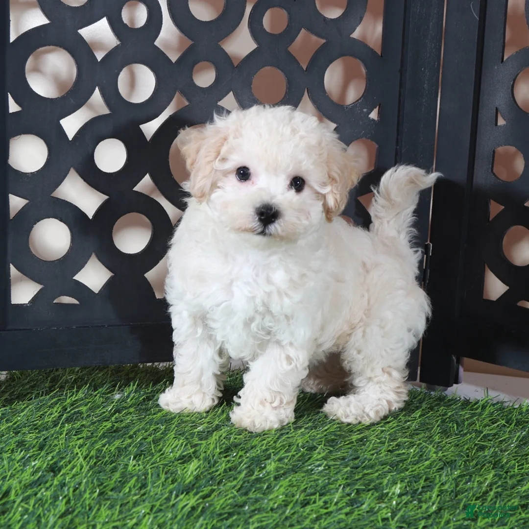 Bichpoo dogs for sale: Chloe Sweet Little Poochon Puppy - Ad 2