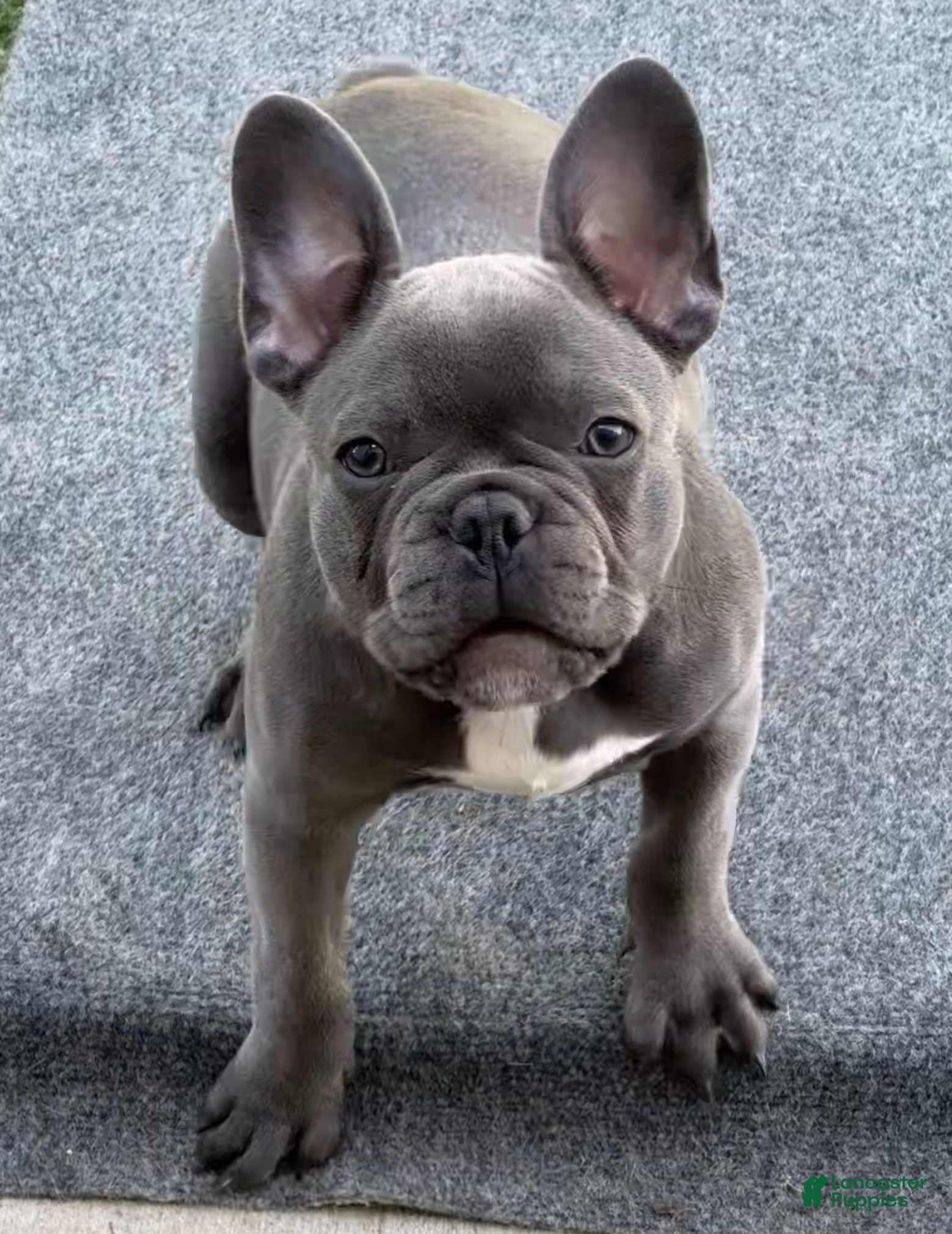French Bulldog dogs Lexington Blu (Lexi) - Ad 30