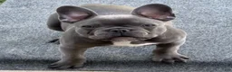 French Bulldog dogs for sale: Lexington Blu (Lexi) - Ad 1