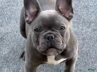 French Bulldog dogs Lexington Blu (Lexi) - Ad 30