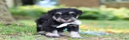 Miniature Schnauzer dogs for sale: Benji - Ad 5