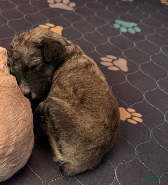 Standard Poodle dogs Standard Poodle Puppy 4 - Ad 32