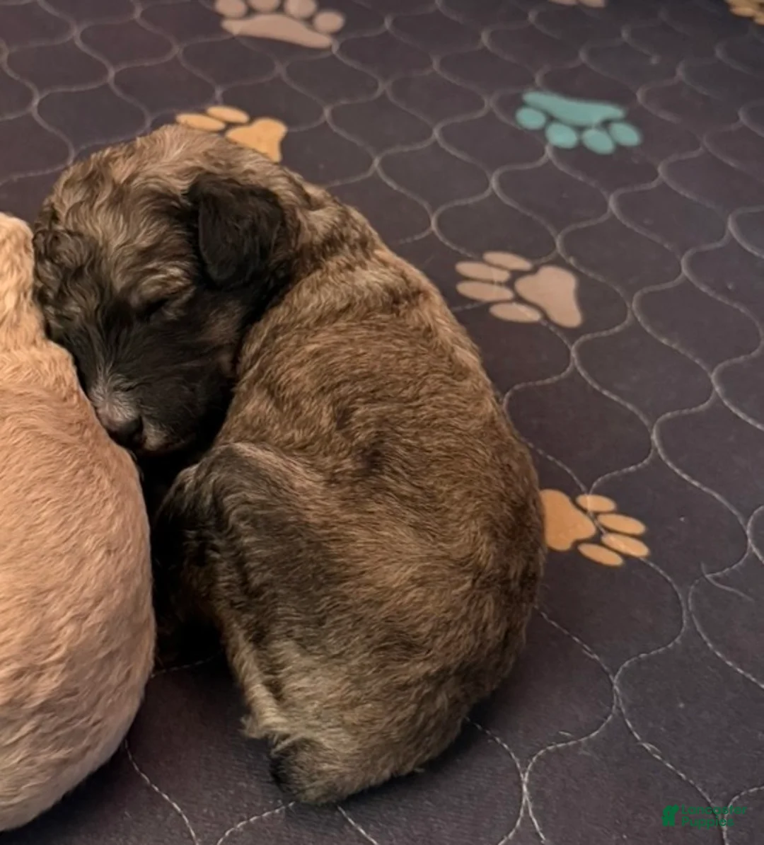 Standard Poodle dogs for sale: Standard Poodle Puppy 4 - Ad 1