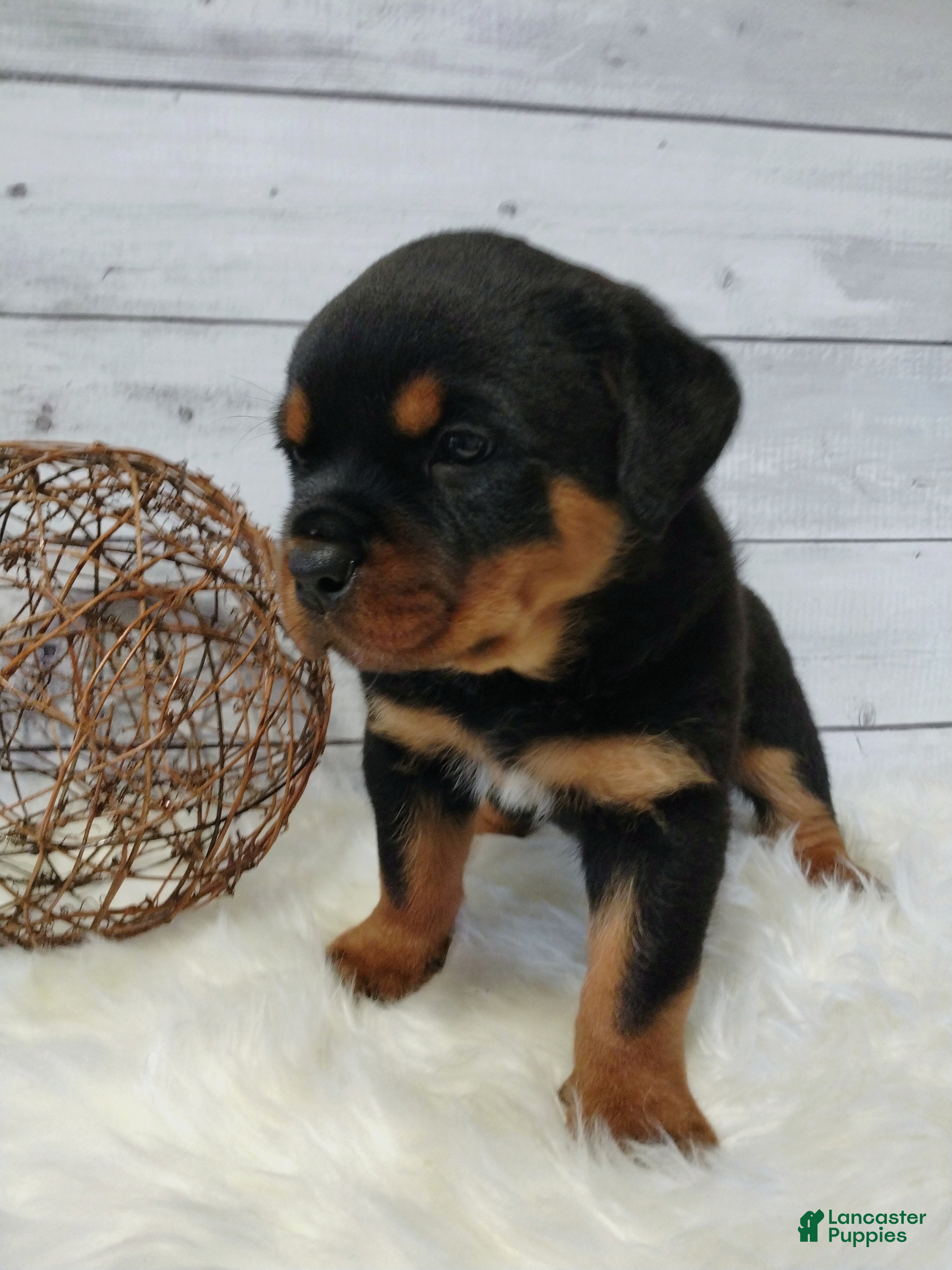 Rottweiler dogs Terex - Ad 1