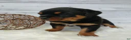 Rottweiler dogs for sale: Terex - Ad 4
