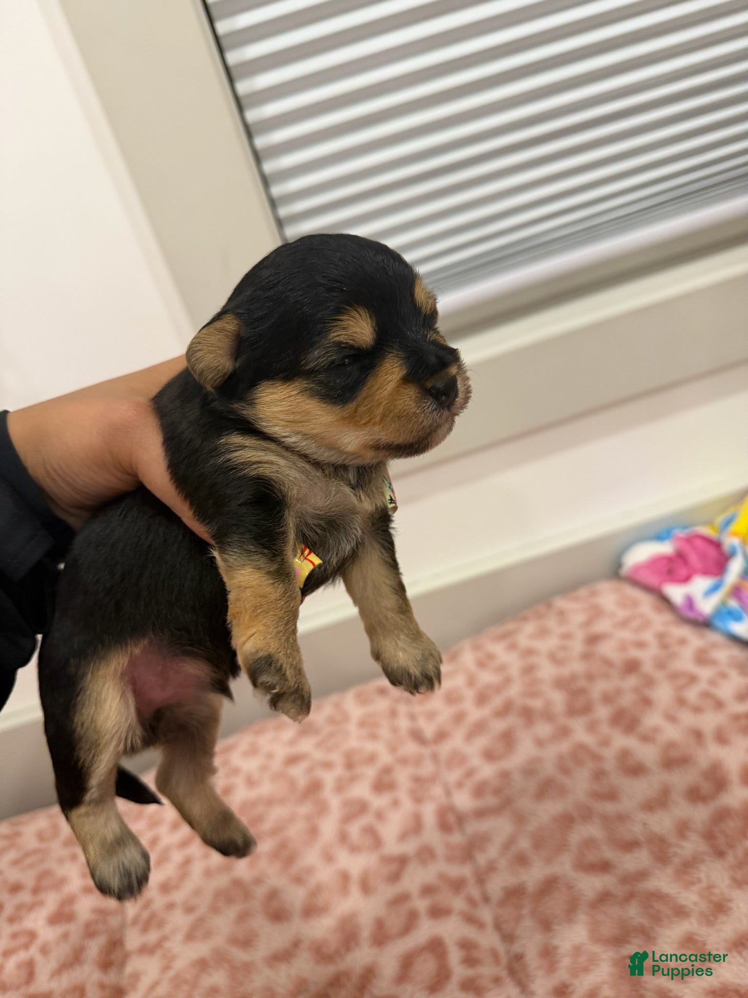Yorkshire Terrier dogs Puppy2 Female  - Ad 2