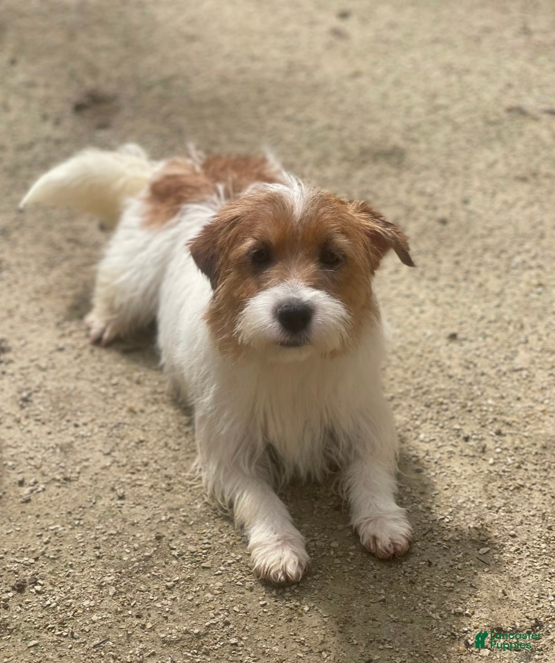 Mixed Breed dogs for sale: Mixed Breed Puppy 3 - Ad 2