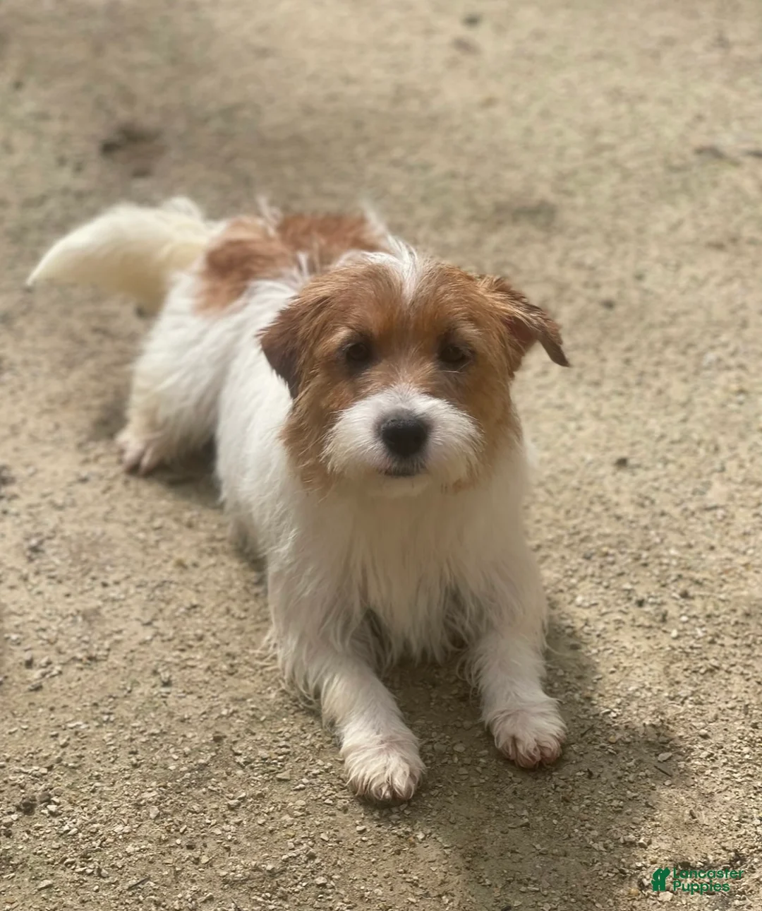 Mixed Breed dogs for sale: Mixed Breed Puppy 2 - Ad 2