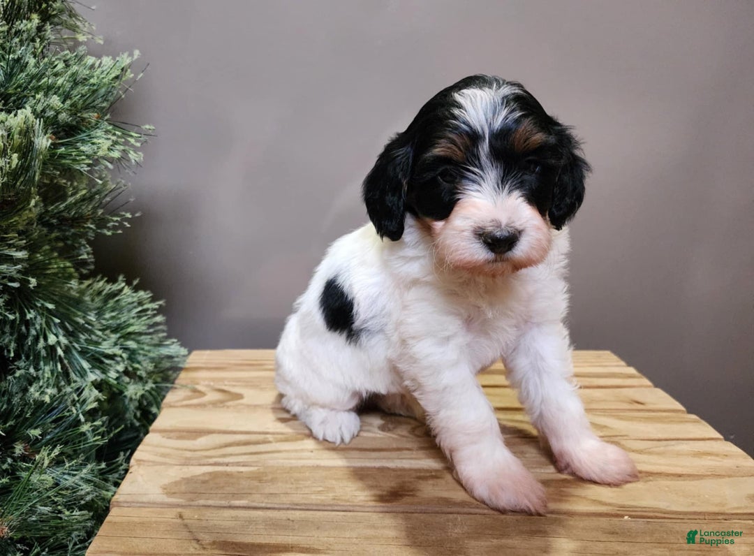 Mini Bernedoodle dogs for sale: Vixon - Ad 11