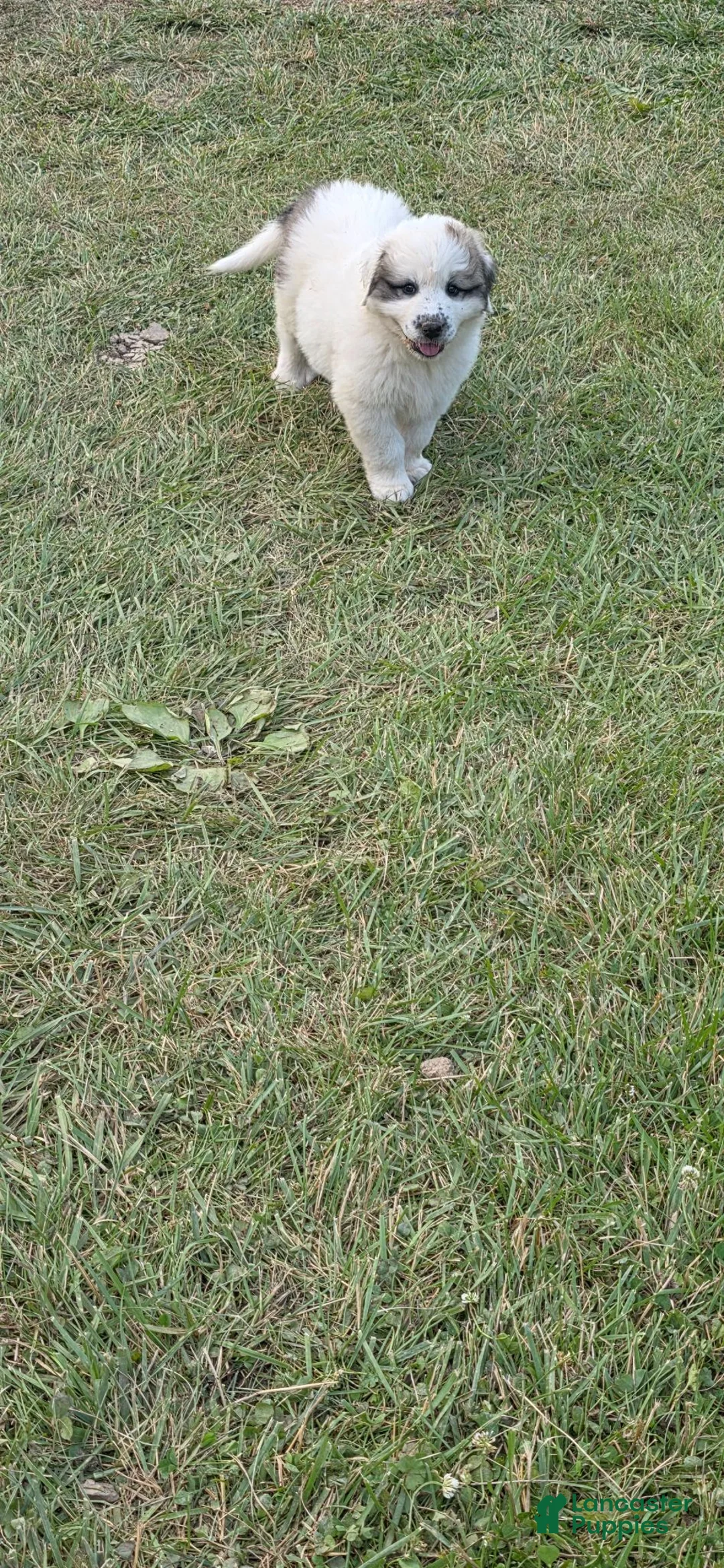Mixed Breed dogs for sale: Lilly  - Ad 5