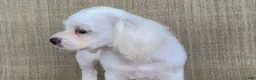 Teddy Bear dogs for sale: Pearl - Ad 3