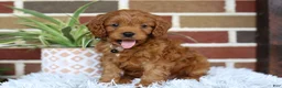 Cavapoo dogs for sale: Everest - Ad 12