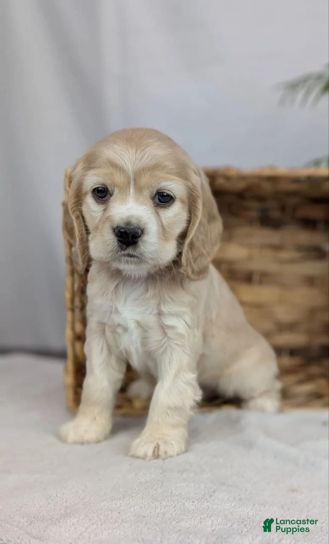 Cocker Spaniel dogs for sale: Cocker Spaniel Puppy 5 - Ad 4