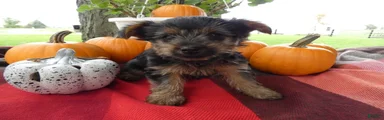 Yorkshire Terrier 3 Charm