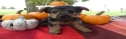 Yorkshire Terrier dogs for sale: Yorkshire Terrier 3 Charm - Ad 1