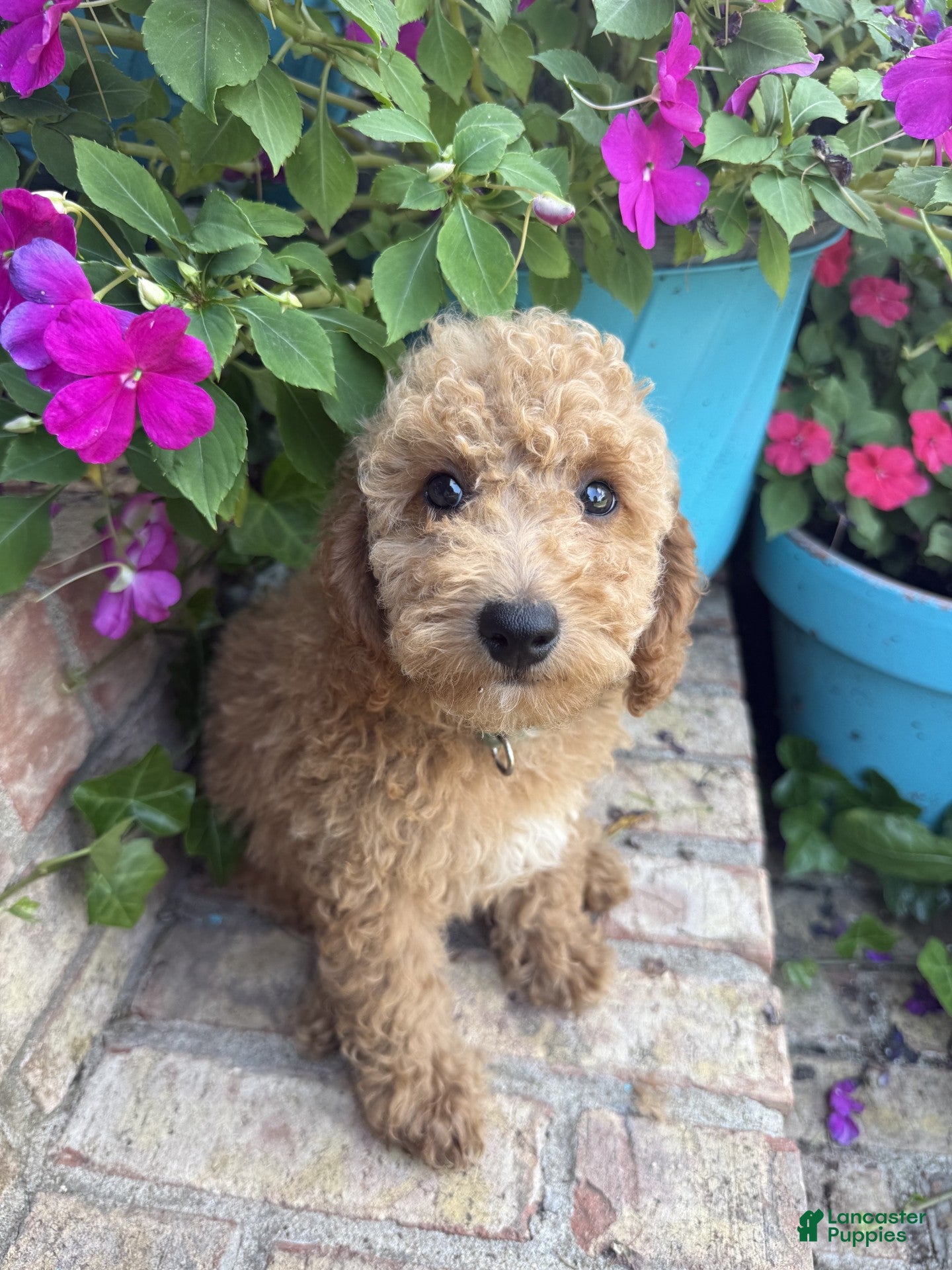 Miniature Labradoodle dogs Charlie - Ad 8