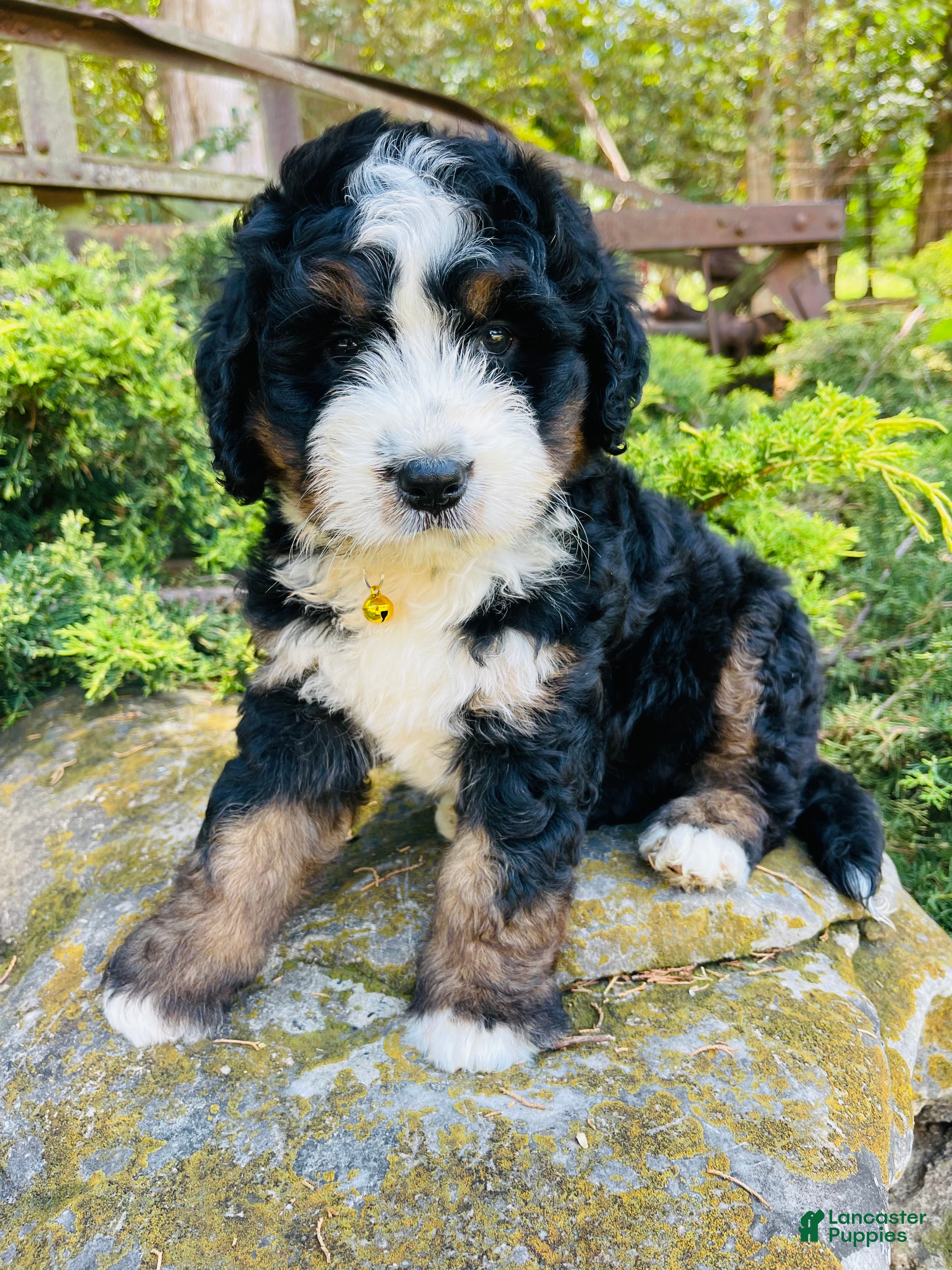 Bernedoodle dogs Strawberry kiwi- ultra Bernedoodle  - Ad 36