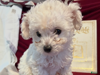 Chipoo dogs Butterball - Ad 2