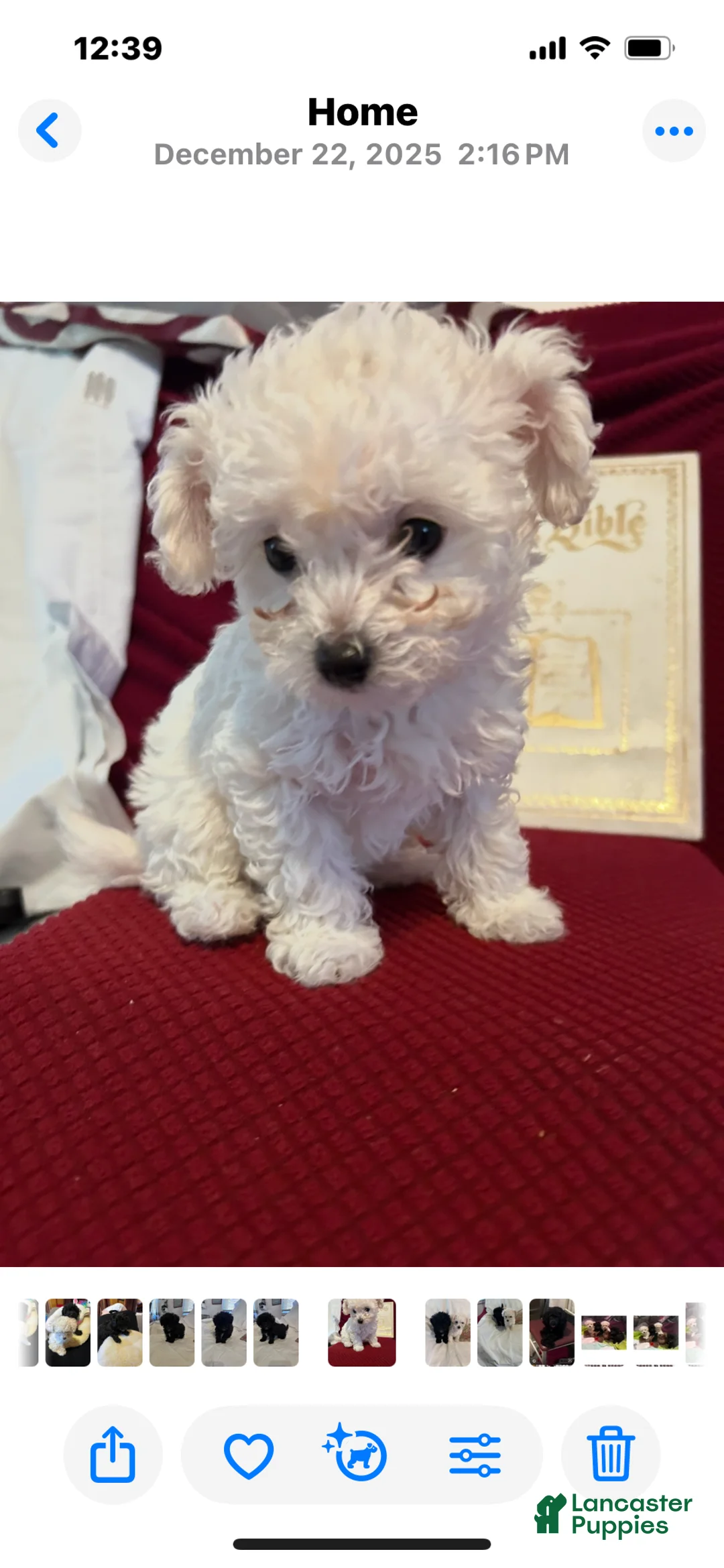 Chipoo dogs for sale: Butterball - Ad 1