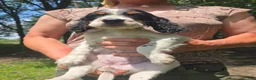English Setter dogs for sale: English Setter 7 - Ad 1